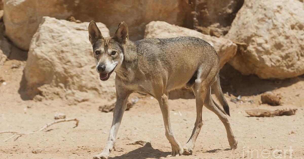 Snapshot of the intriguing Desert Wolf, scientifically named Canis lupus arabs.