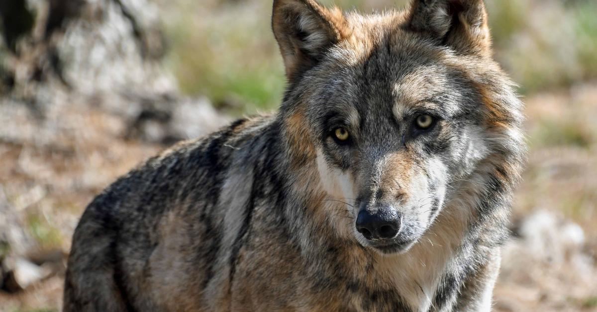 The Desert Wolf, a species known as Canis lupus arabs, in its natural splendor.