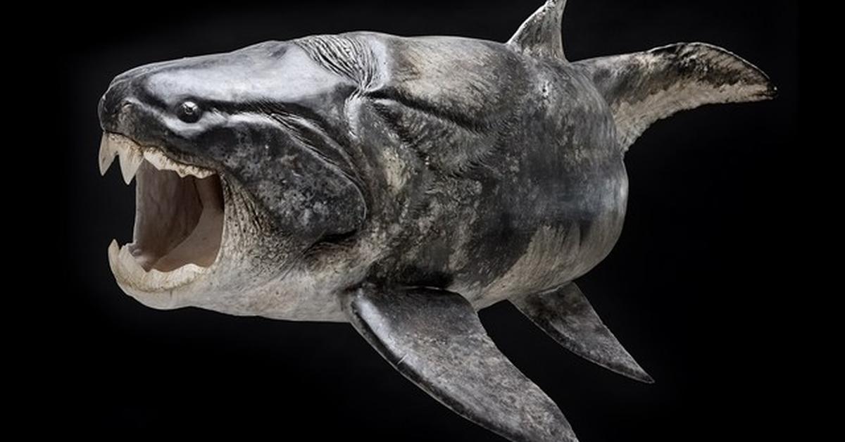 A beautiful representation of the Dunkleosteus, scientifically Dunkleosteus terrelli.