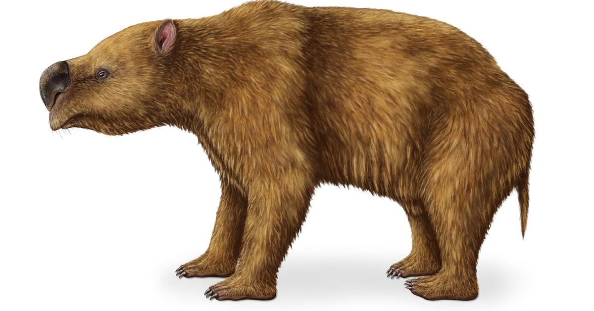 The Diprotodon, an example of Diprotodon optatum, in its natural environment.