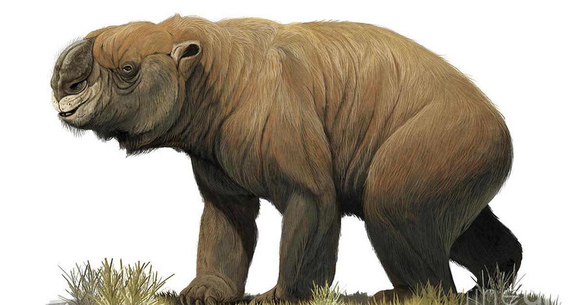 Insightful look at the Diprotodon, known to Indonesians as Diprotodon.