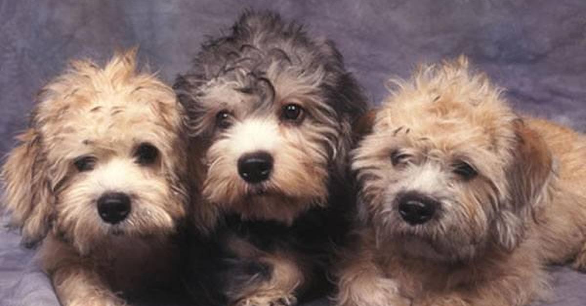 Snapshot of the intriguing Dandie Dinmont Terrier, scientifically named Canis lupus.