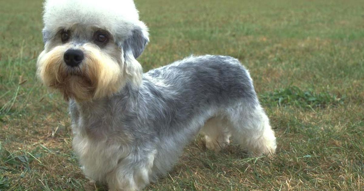 Portrait of a Dandie Dinmont Terrier, a creature known scientifically as Canis lupus.