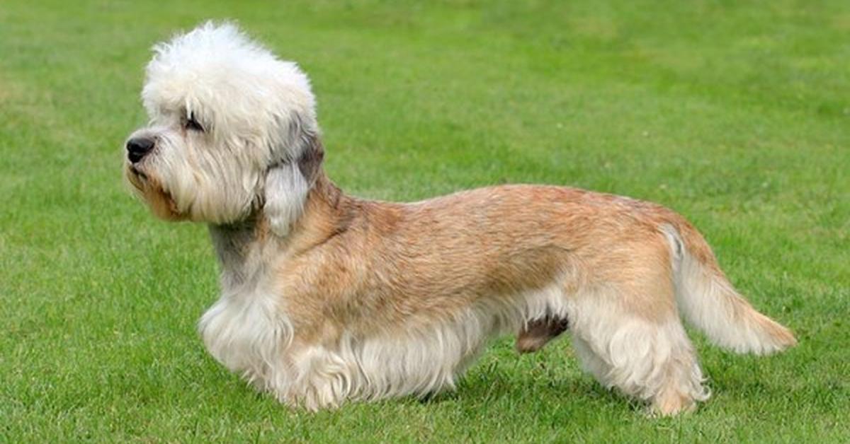 Exquisite image of Dandie Dinmont Terrier, in Indonesia known as Anjing Dandie Dinmont.