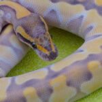 Glimpse of the Desert Ghost Ball Python, known in the scientific community as Python regius.