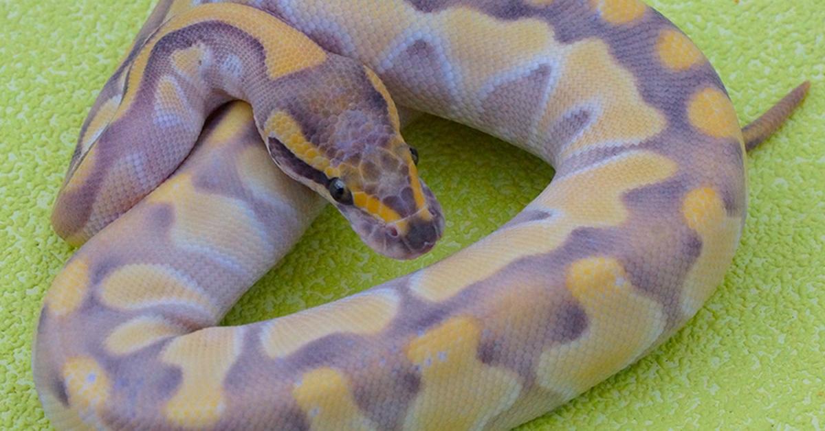 Glimpse of the Desert Ghost Ball Python, known in the scientific community as Python regius.