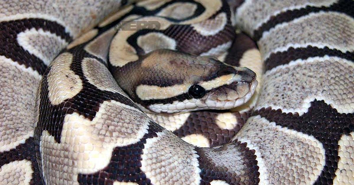 The alluring Desert Ghost Ball Python, commonly referred to as Piton Bola Hantu Gurun in Bahasa Indonesia.