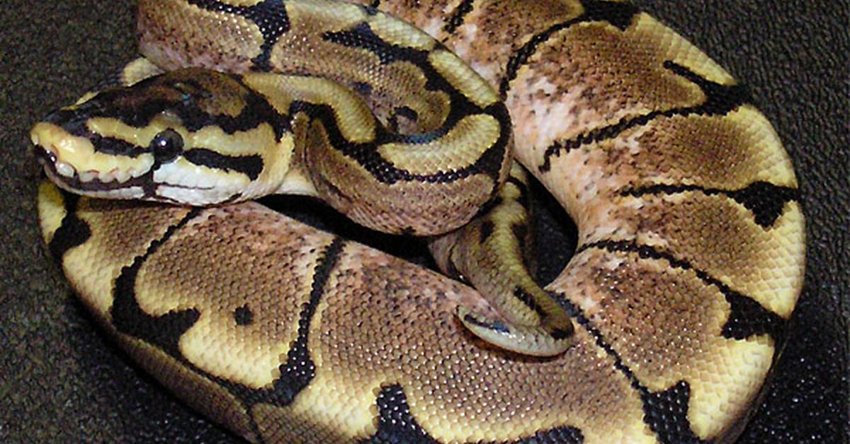 Close-up view of the Desert Ghost Ball Python, known as Piton Bola Hantu Gurun in Indonesian.