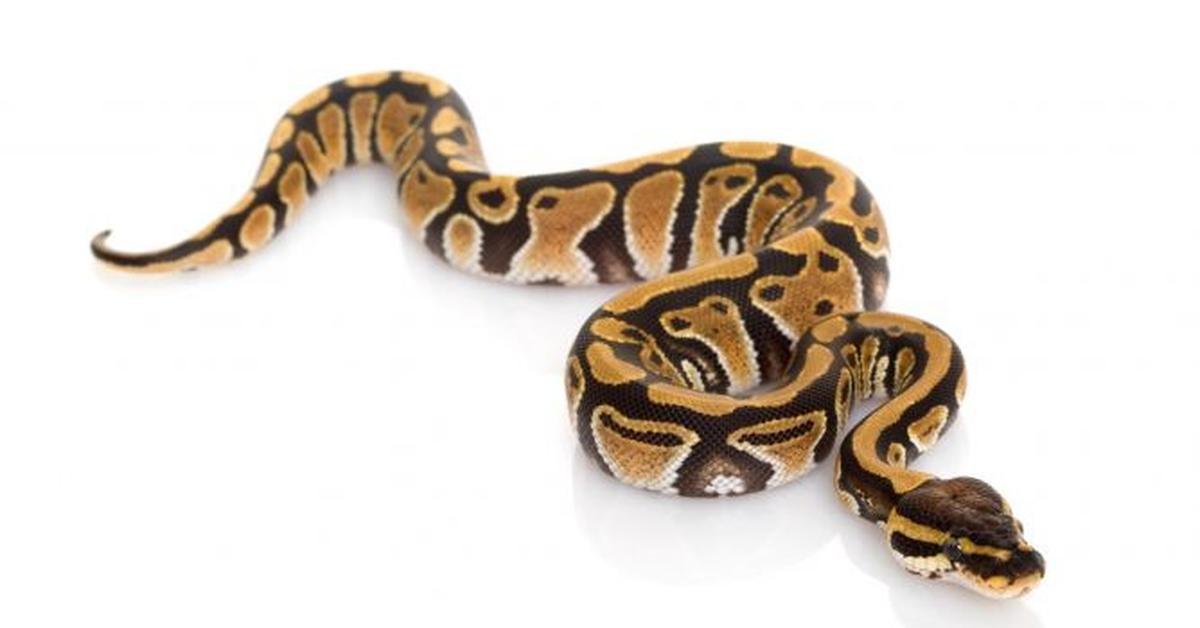 A look at the Desert Ghost Ball Python, also recognized as Piton Bola Hantu Gurun in Indonesian culture.