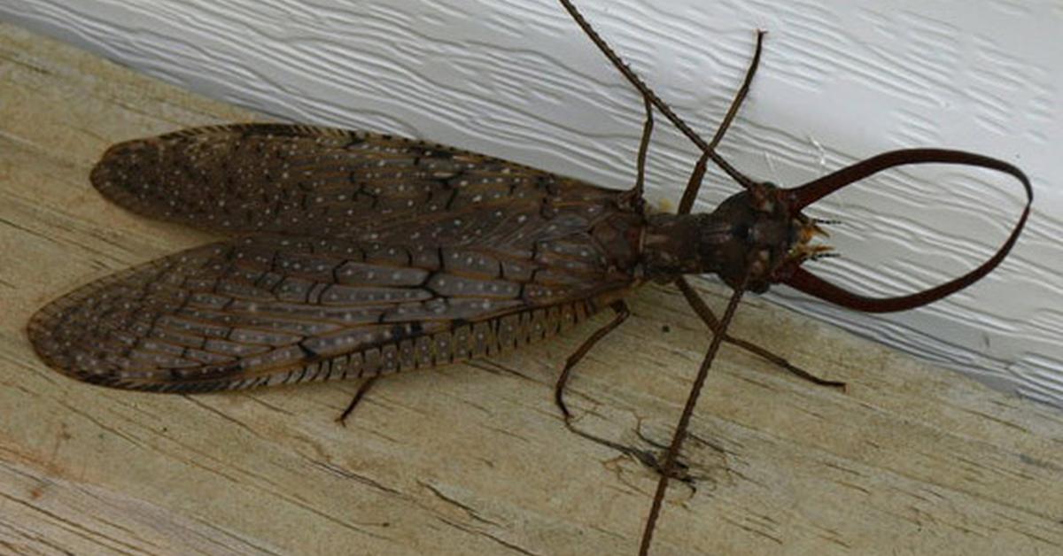 Captured moment of the Dobsonfly, in Indonesia known as Kepik Dobson.