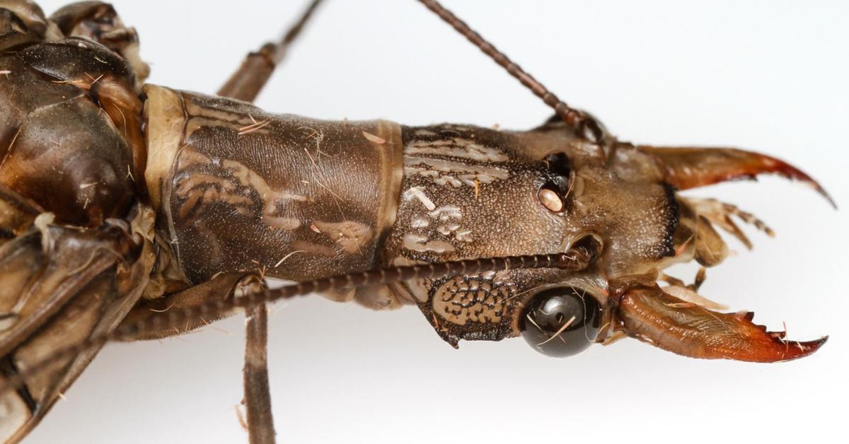 Stunning image of the Dobsonfly (Corydalinae), a wonder in the animal kingdom.