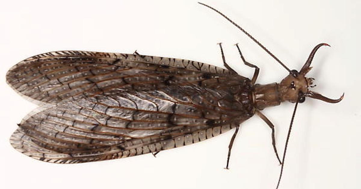 Image showcasing the Dobsonfly, known in Indonesia as Kepik Dobson.