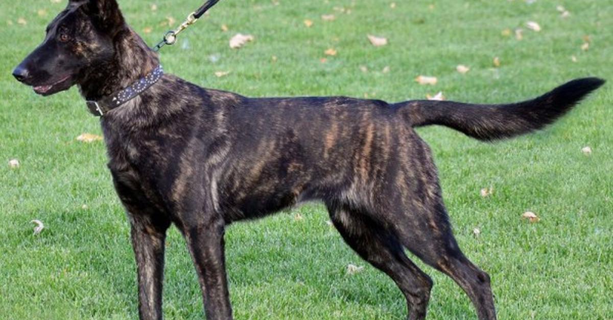 Exquisite image of Dutch Shepherd, in Indonesia known as Anjing Dutch Shepherd.