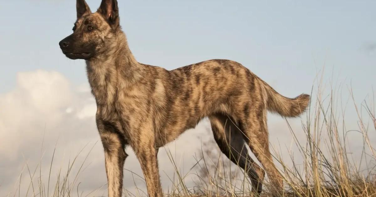 Image showcasing the Dutch Shepherd, known in Indonesia as Anjing Dutch Shepherd.