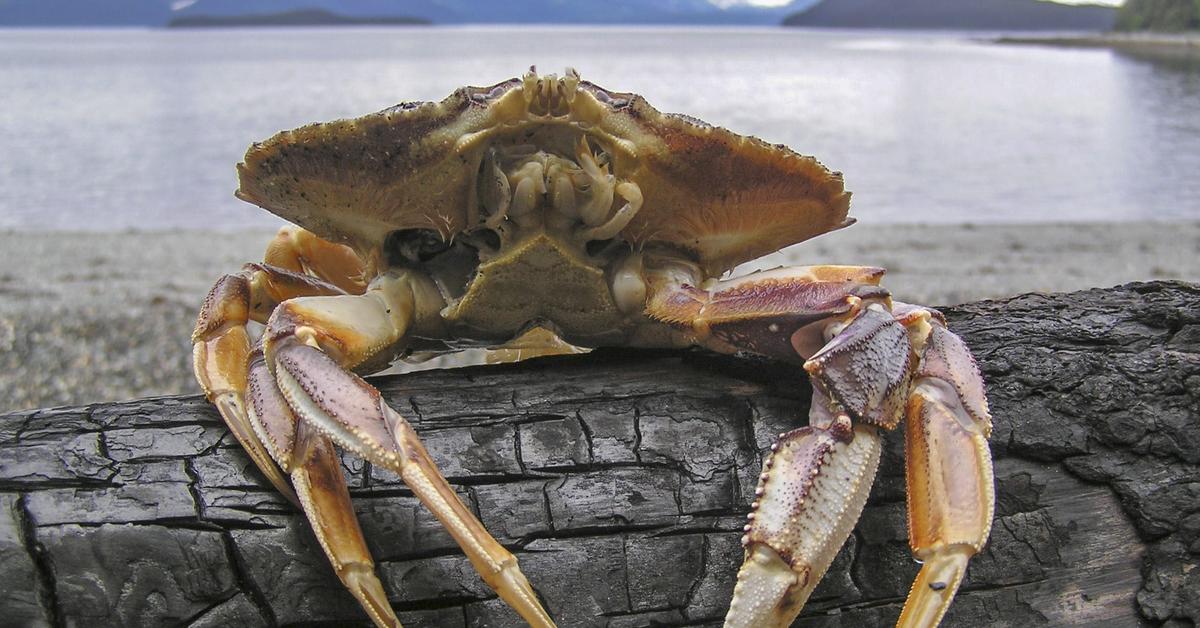 Striking appearance of the Dungeness Crab, known in scientific circles as Metacarcinus magister.