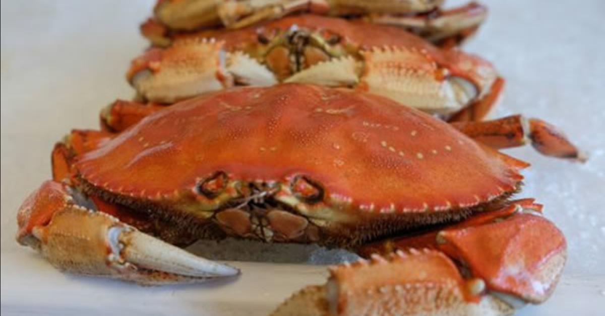 Visual representation of the Dungeness Crab, recognized in Indonesia as Kepiting Dungeness.