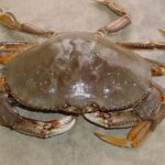 Insightful look at the Dungeness Crab, known to Indonesians as Kepiting Dungeness.