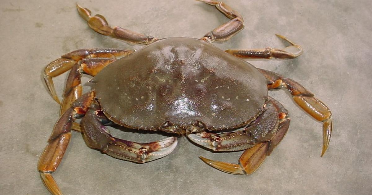 Glimpse of the Dungeness Crab, known in the scientific community as Metacarcinus magister.