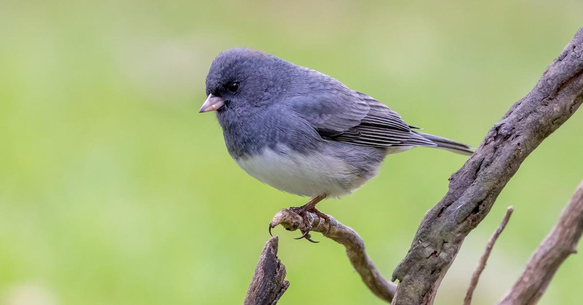 The fascinating Dark-Eyed Junco, scientifically known as Junco Hyemalis.