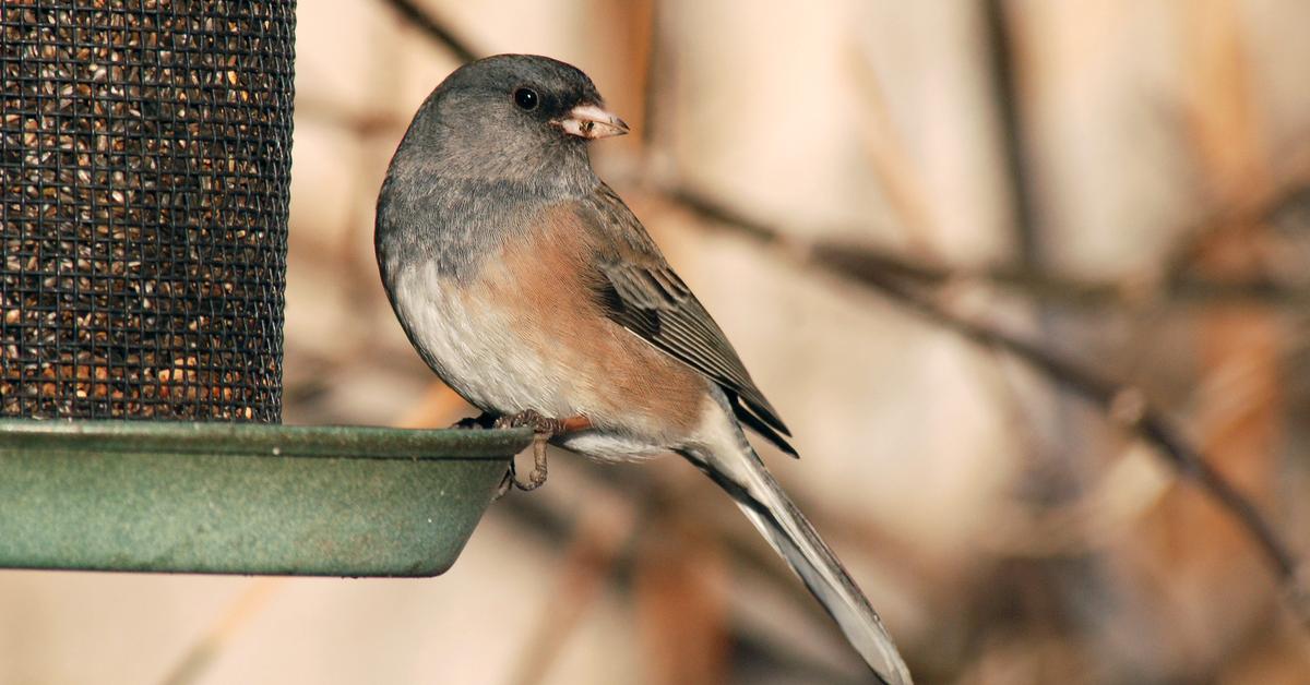 Natural elegance of the Dark-Eyed Junco, scientifically termed Junco Hyemalis.