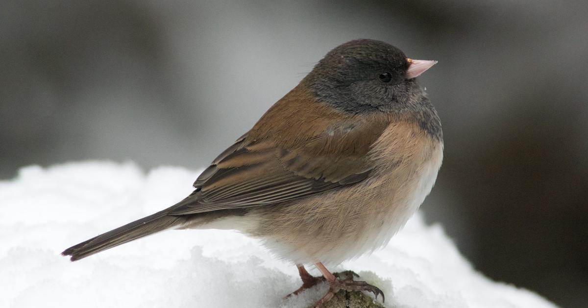 The Dark-Eyed Junco, an example of Junco Hyemalis, in its natural environment.