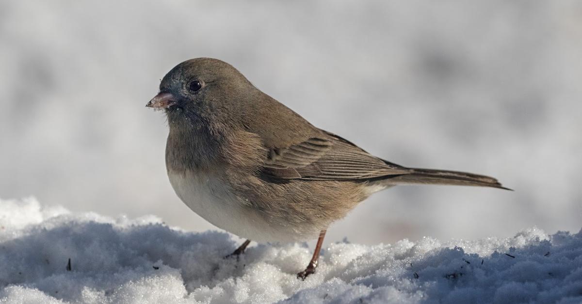 Visual of Dark-Eyed Junco, or Junco Berkelopak Gelap in Indonesian, showcasing its beauty.