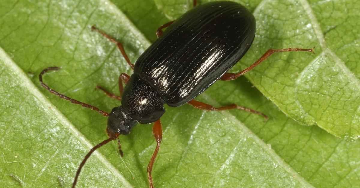 Stunning depiction of Darkling Beetle, also referred to as Tenebrionidae.