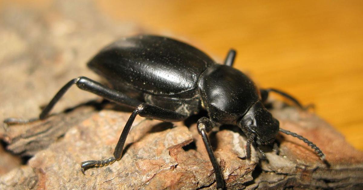 Portrait of a Darkling Beetle, a creature known scientifically as Tenebrionidae.