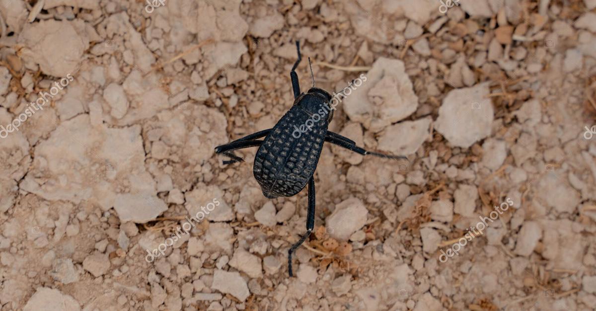 The remarkable Darkling Beetle (Tenebrionidae), a sight to behold.