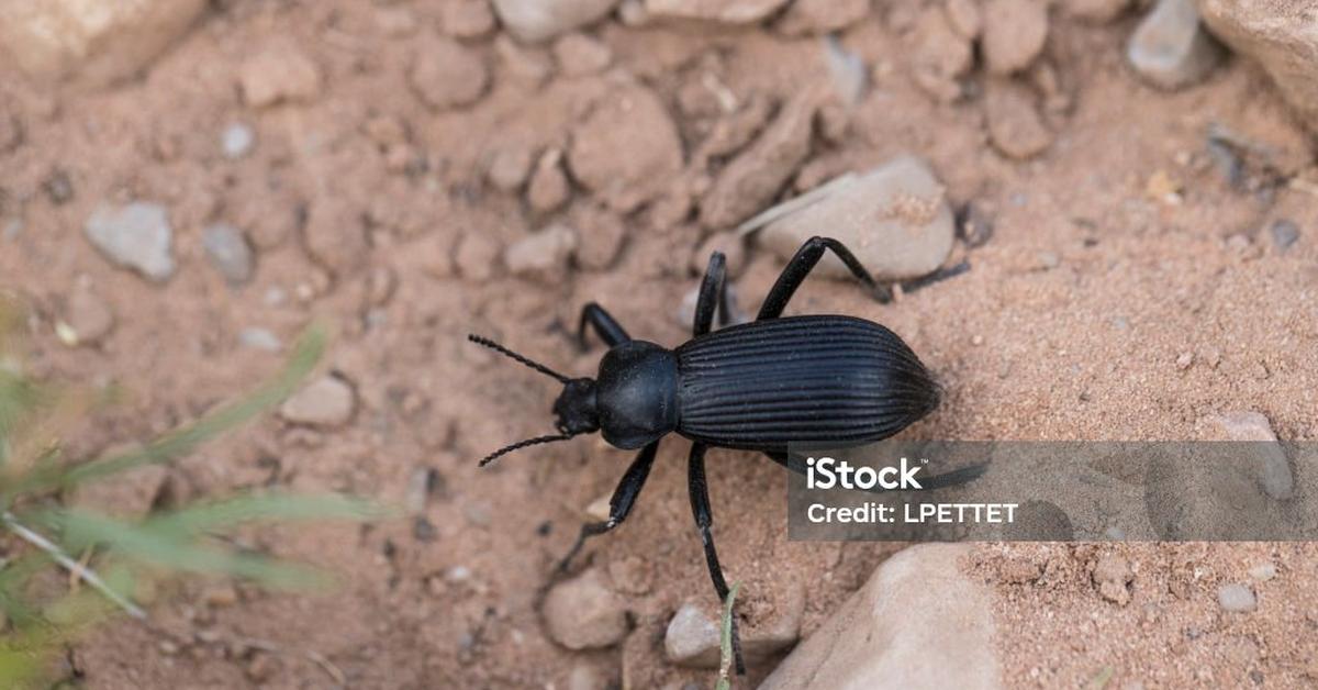 The Darkling Beetle in its natural beauty, locally called Kumbang Gelap.