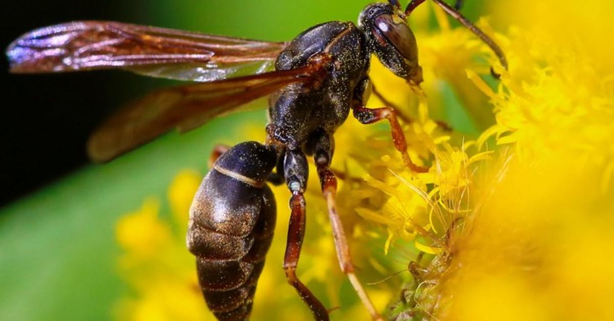 Photogenic Executioner Wasp, scientifically referred to as Polistes carnifex.