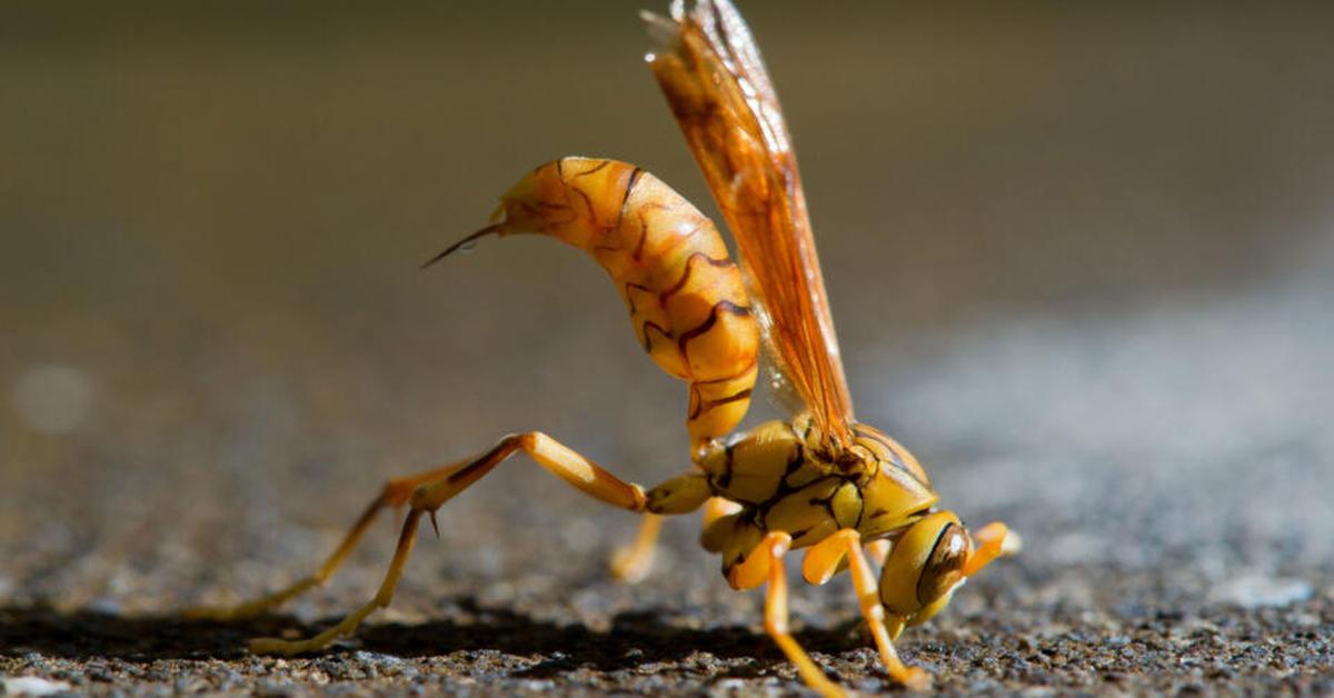 Picture of Executioner Wasp, known in Indonesia as Tawon Eksekutor.