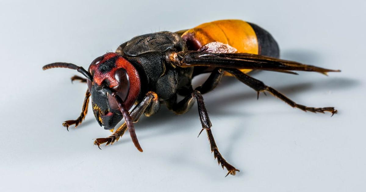 Iconic view of the Executioner Wasp, or Polistes carnifex, in its habitat.