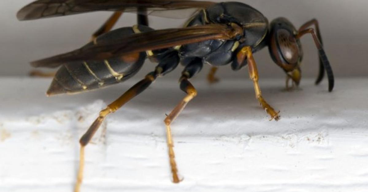 Detailed shot of the Executioner Wasp, or Polistes carnifex, in its natural setting.