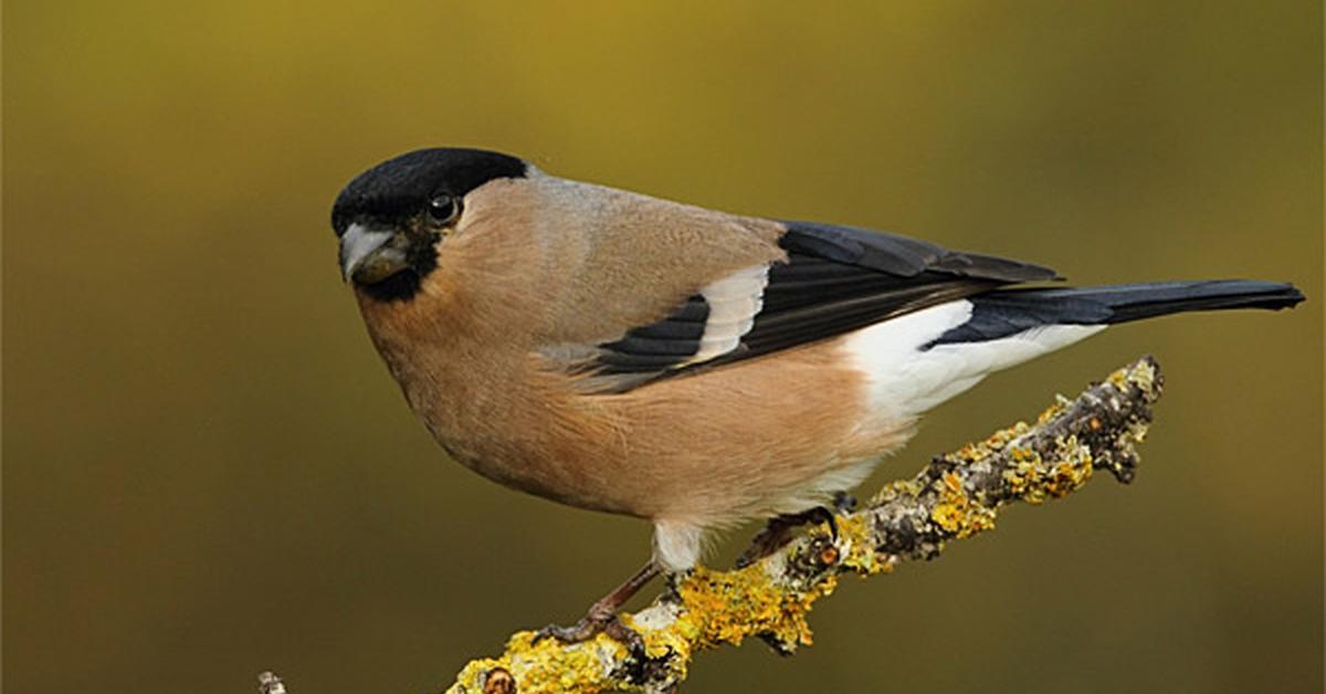 Picture of Eurasian Bullfinch, known in Indonesia as Burung Pintar Eurasia.