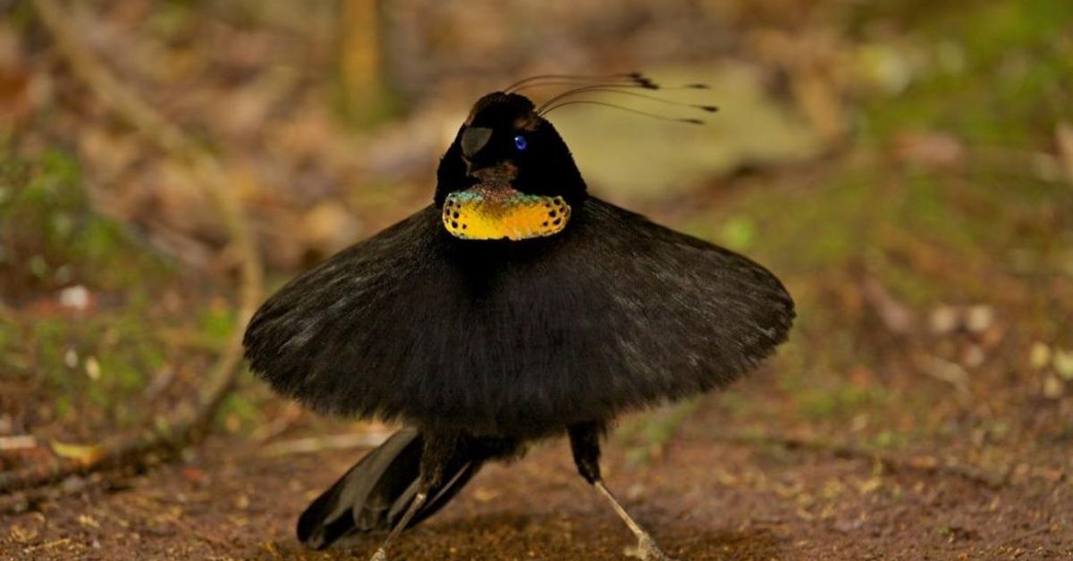 The Eurasian Bullfinch, a species known as Pyrrhula pyrrhula, in its natural splendor.