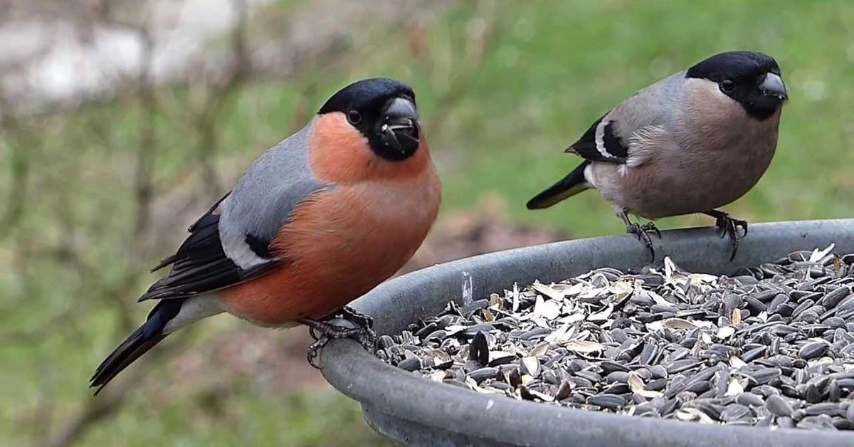 The fascinating Eurasian Bullfinch, scientifically known as Pyrrhula pyrrhula.