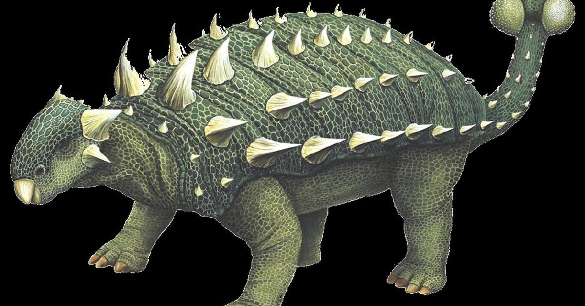 Photographic depiction of the unique Euoplocephalus, locally called Euoplocephalus.