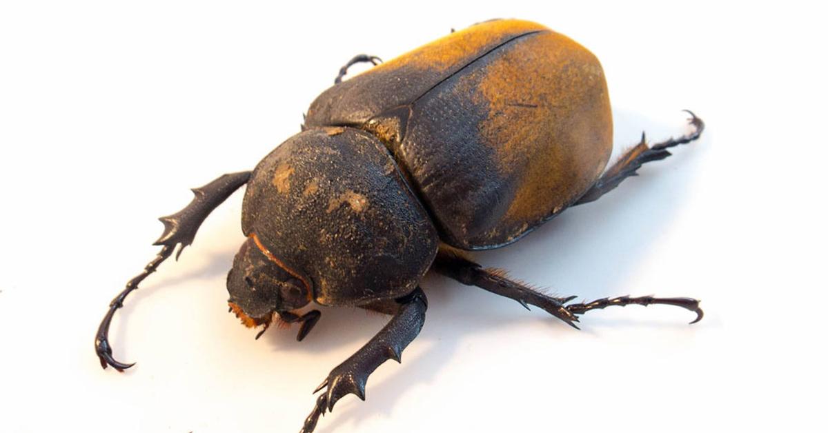 The fascinating Elephant Beetle, scientifically known as Megasoma elephas.