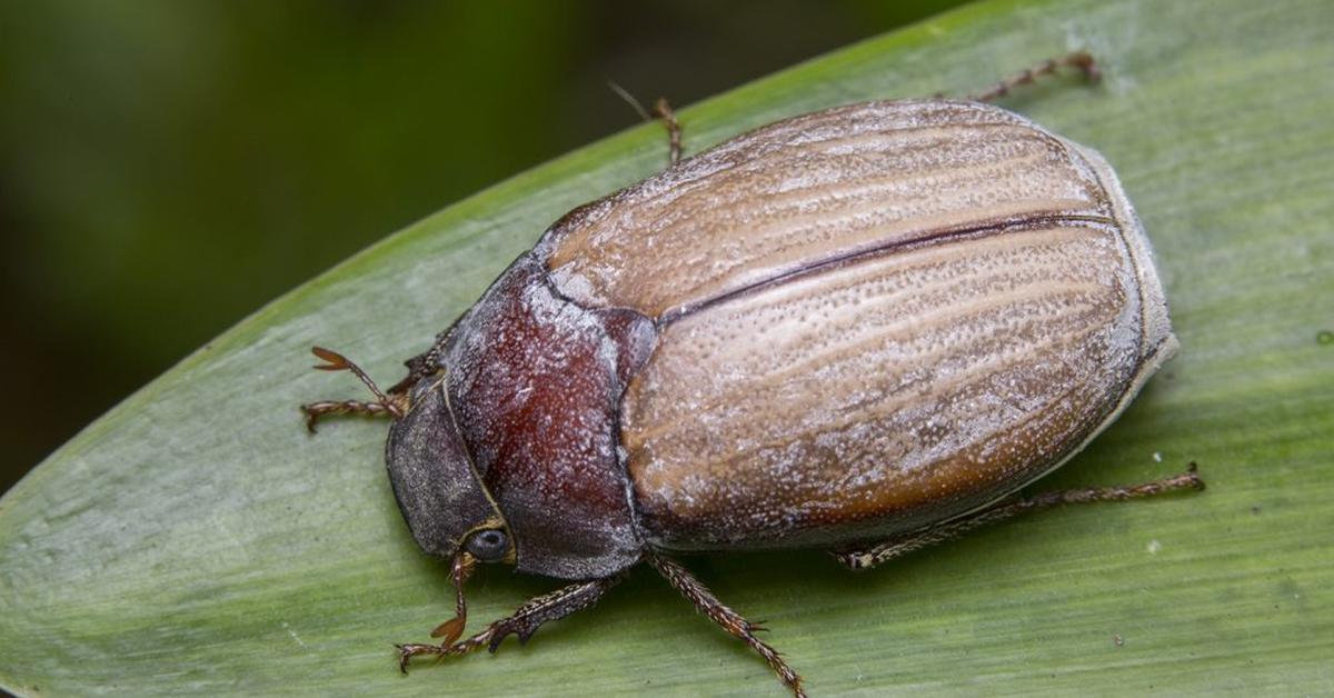 Captivating presence of the Elephant Beetle, a species called Megasoma elephas.