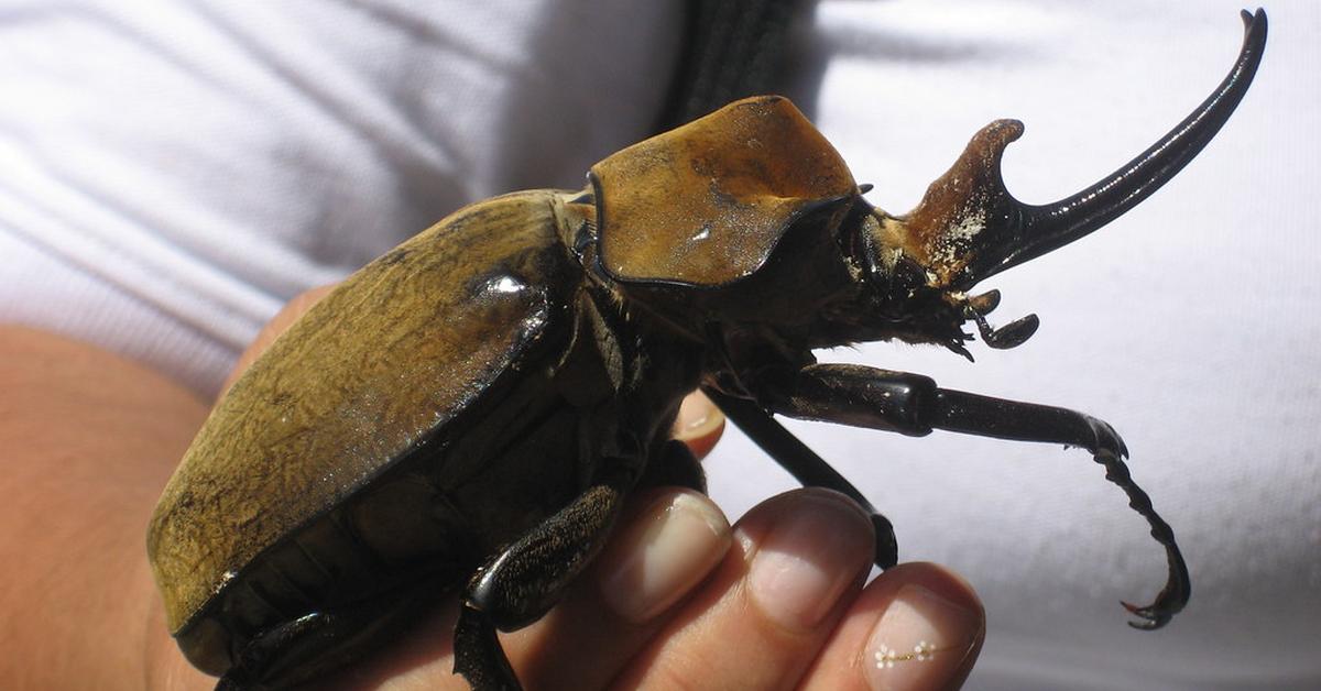 Image showcasing the Elephant Beetle, known in Indonesia as Kumbang Gajah.