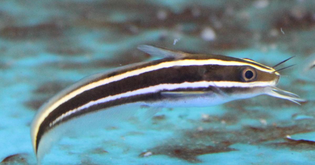 The elegant Eel Catfish (Channallabes apus), a marvel of nature.