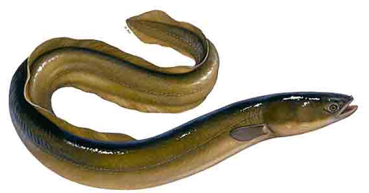 Photogenic Eel Catfish, scientifically referred to as Channallabes apus.