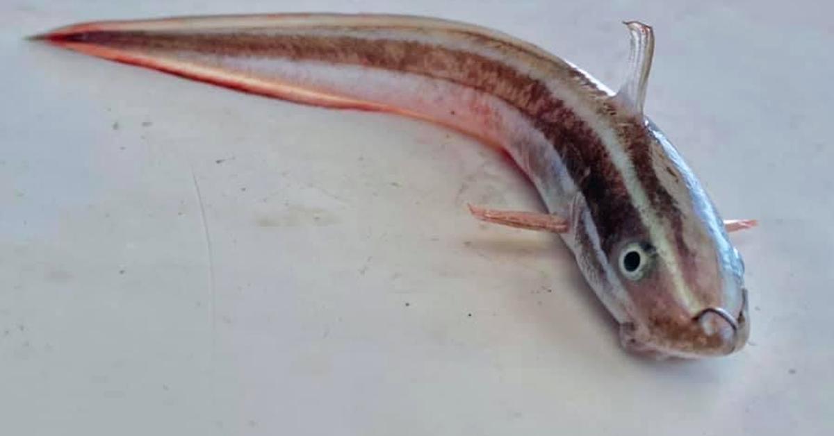 Portrait of a Eel Catfish, a creature known scientifically as Channallabes apus.