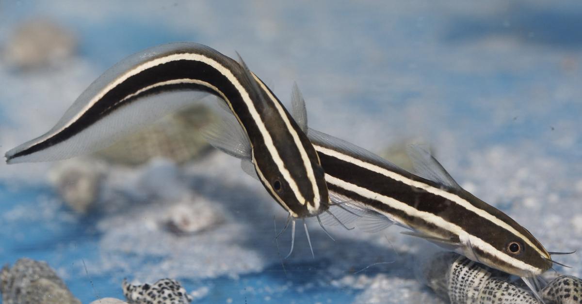 Image showcasing the Eel Catfish, known in Indonesia as Lele Belut.