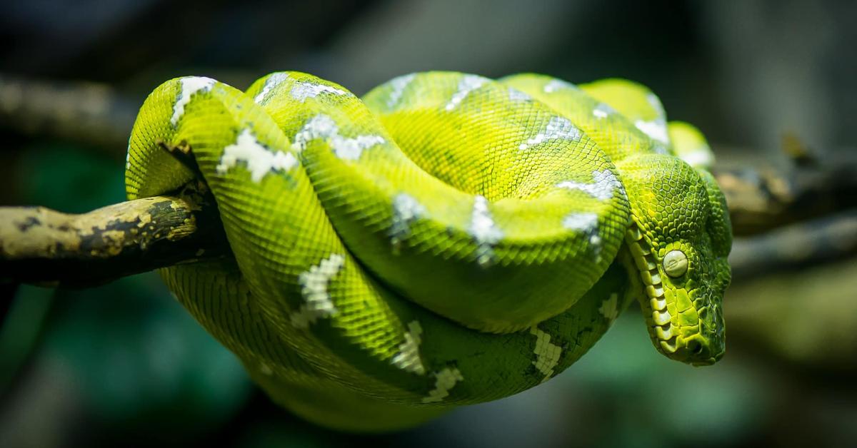 Close-up view of the Emerald Tree Boa, known as Ular Pohon Zamrud in Indonesian.