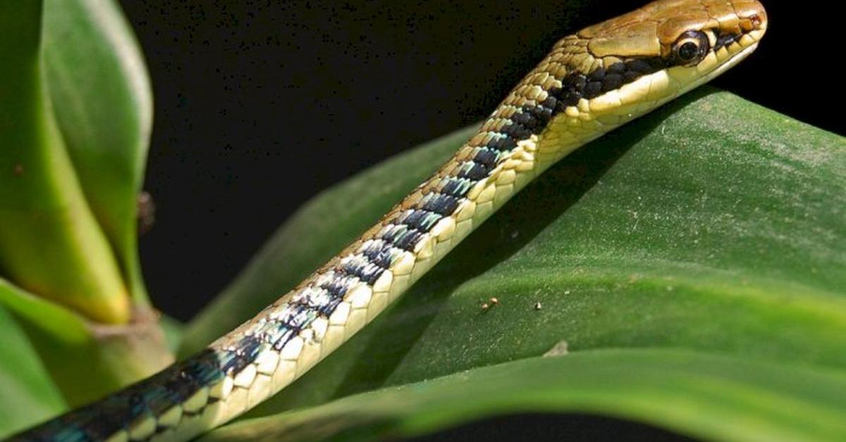 Splendid image of the Emerald Tree Boa, with the scientific name Corallus caninus and Corallus batesii.