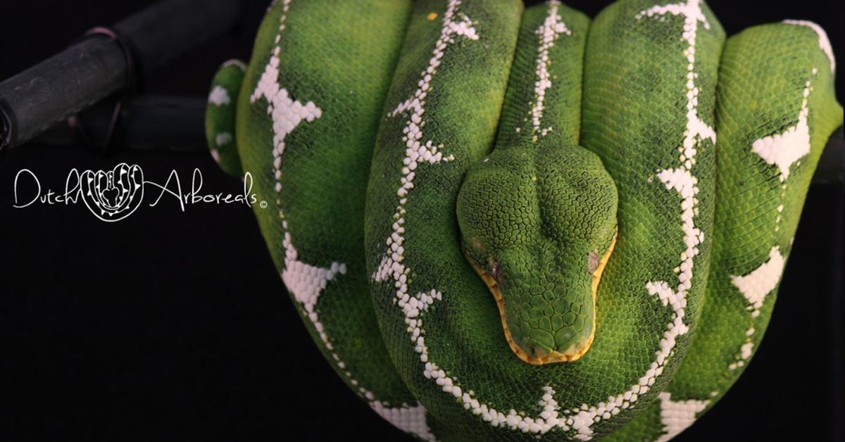 Picture of Emerald Tree Boa, known in Indonesia as Ular Pohon Zamrud.