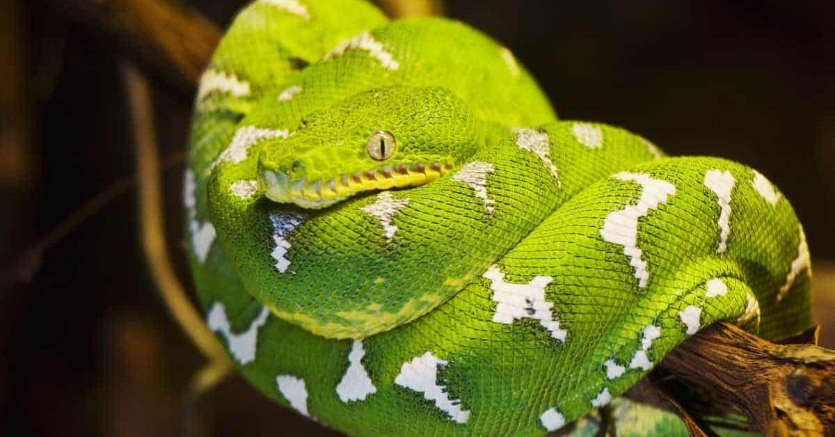 Iconic view of the Emerald Tree Boa, or Corallus caninus and Corallus batesii, in its habitat.