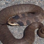 Photogenic Eastern Hognose Snake, scientifically referred to as Heterodon platirhinos.